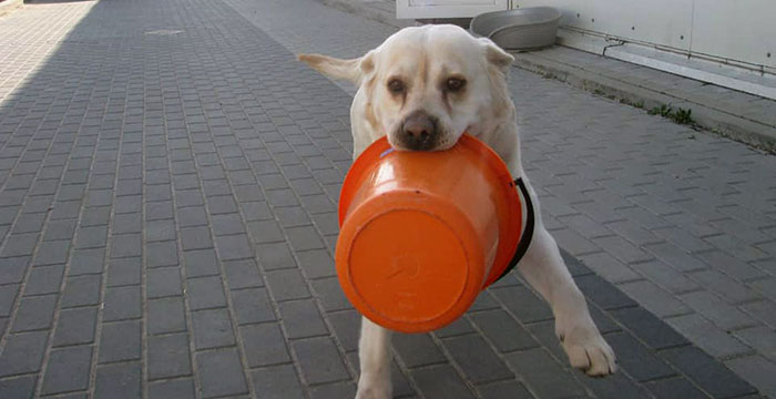 Maurycy, labrador do adopcji