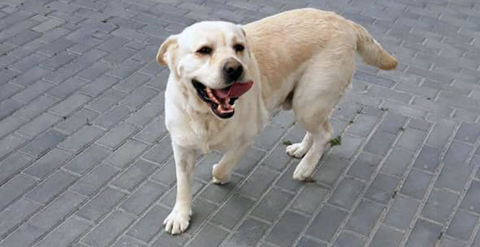 Maurycy, labrador do adopcji