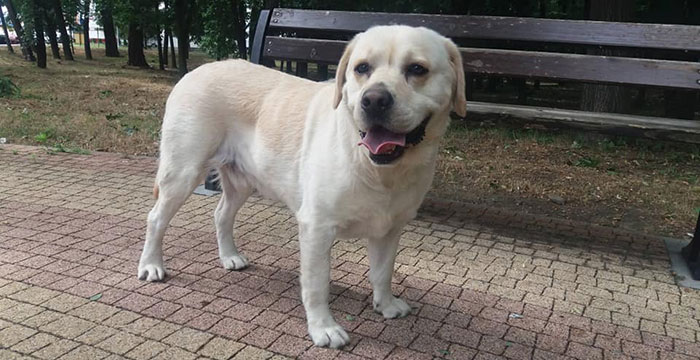 Maurycy, labrador do adopcji