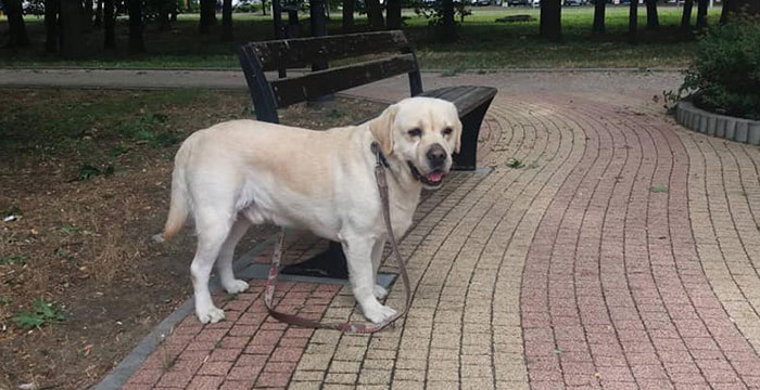 Maurycy, labrador do adopcji