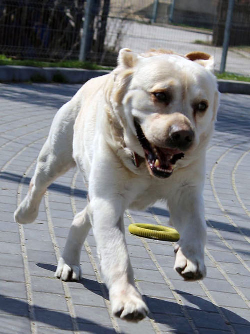 Maurycy, labrador do adopcji