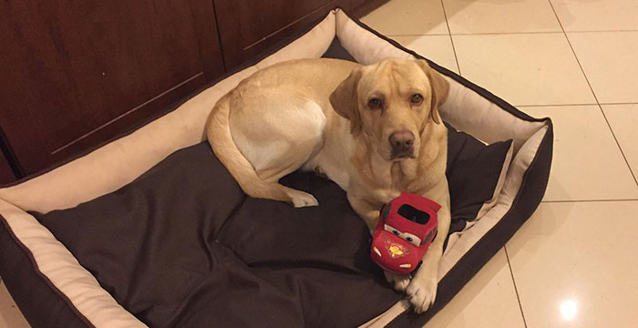 Zaginął labrador Maylo
