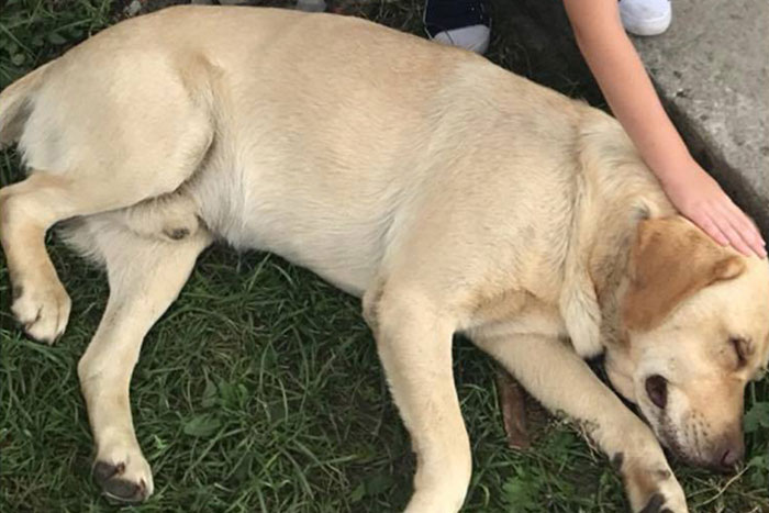 Zaginął labrador Maylo