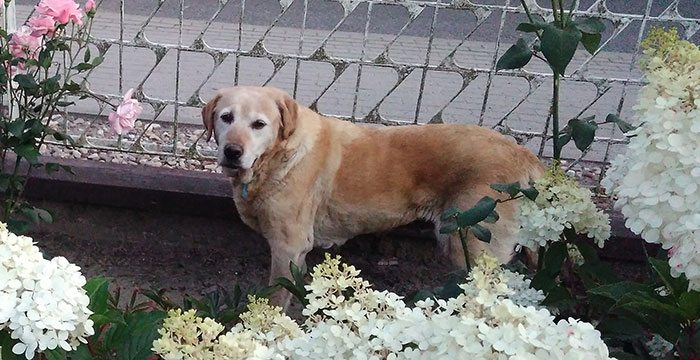 Misia, labradorka do adopcji