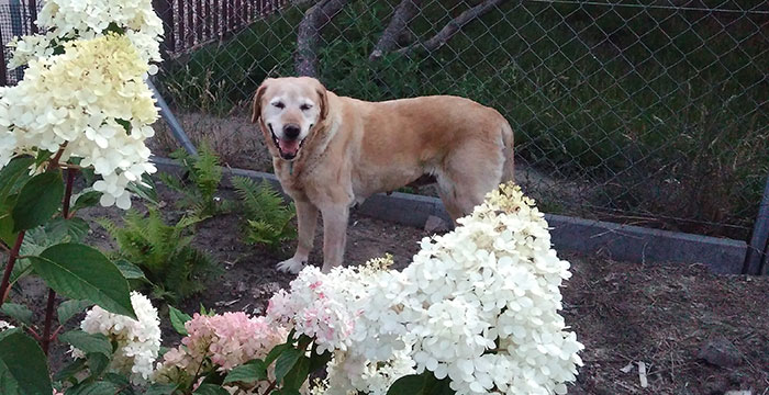 Misia, labradorka do adopcji