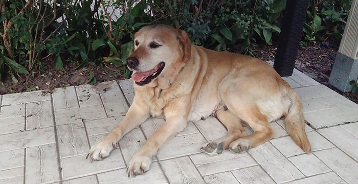 Misia, labradorka do adopcji