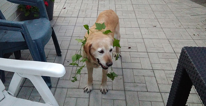 Misia, labradorka do adopcji