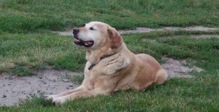 Misia, labradorka do adopcji