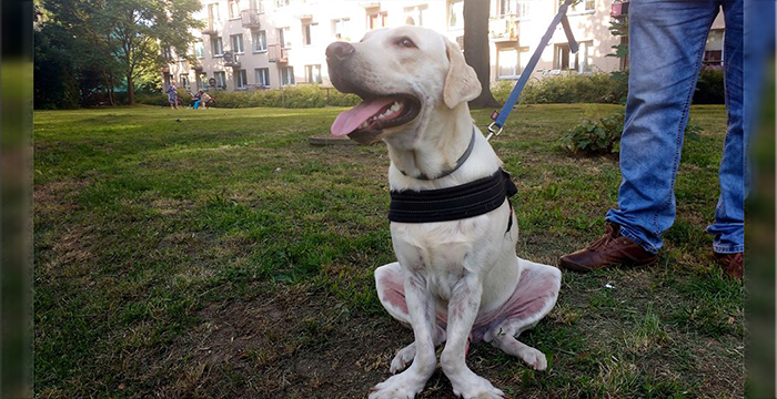 Spajki, labrador w potrzebie