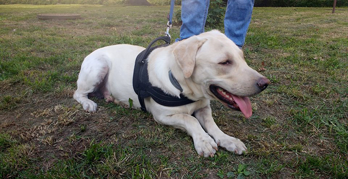 Spajki, labrador w potrzebie