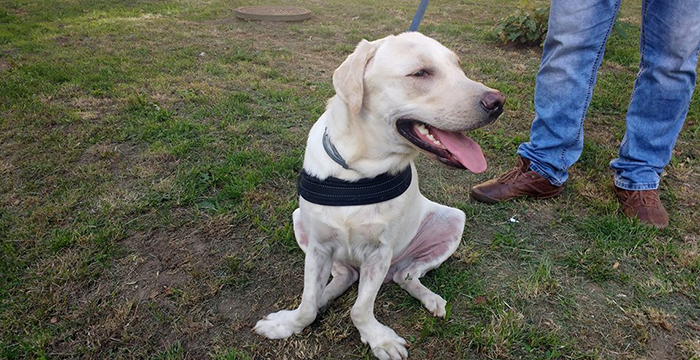 Spajki, labrador w potrzebie
