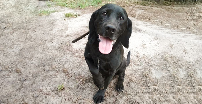 Borys, labrador w potrzebie