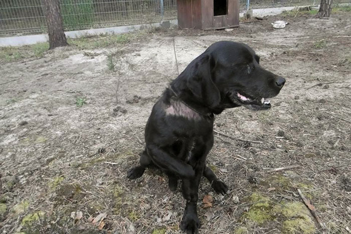 Borys, labrador w potrzebie