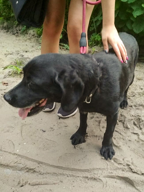 Borys, labrador w potrzebie