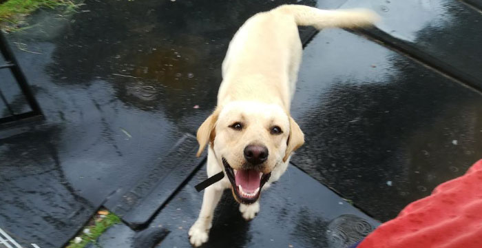 Zaginął labrador Brutus