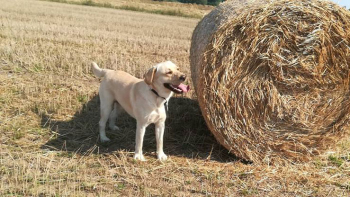 Zaginął labrador Brutus