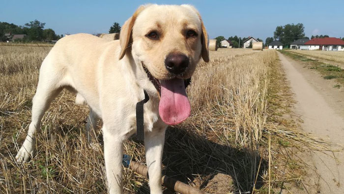 Zaginął labrador Brutus