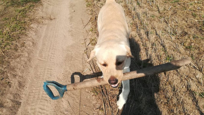 Zaginął labrador Brutus