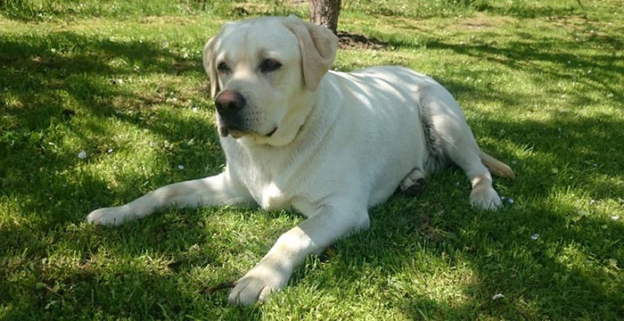 Zaginął labrador Borys