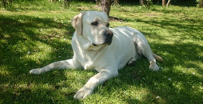 Zaginął labrador Borys