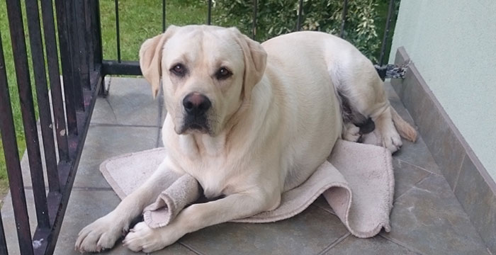 Zaginął labrador Borys