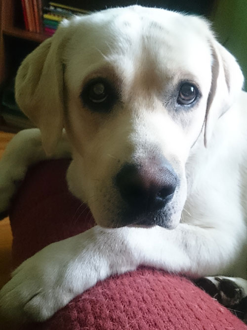 Zaginął labrador Borys