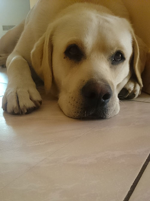 Zaginął labrador Borys