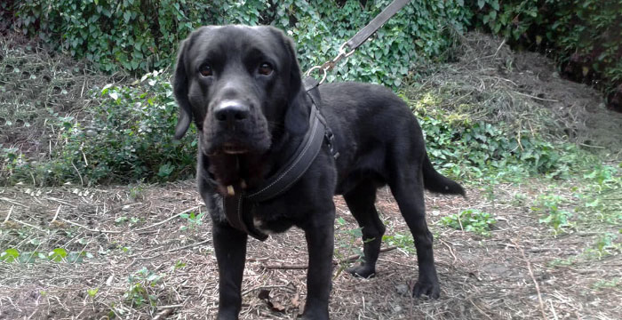 Dino, labrador do adopcji