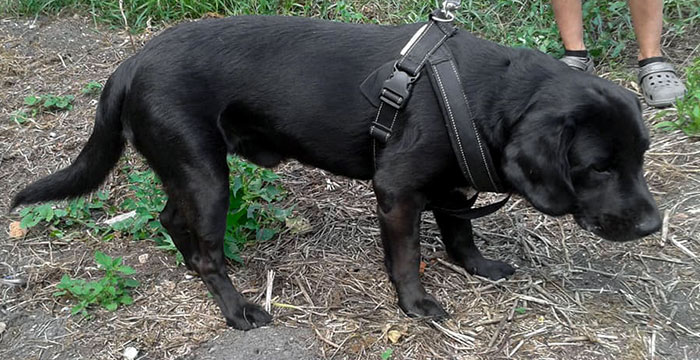 Dino, labrador do adopcji