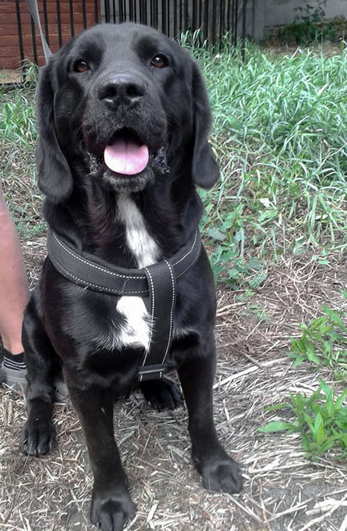 Dino, labrador do adopcji