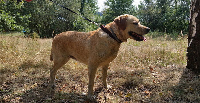 Labradorka Frida