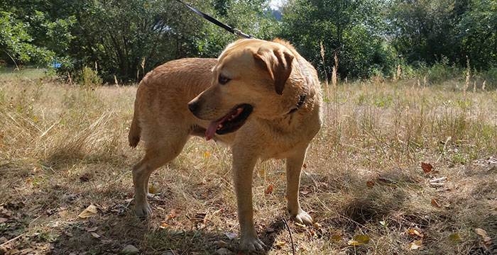 Labradorka Frida