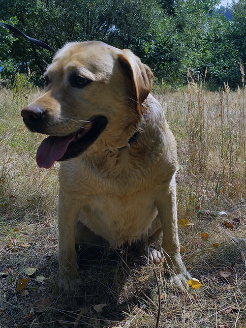 Labradorka Frida