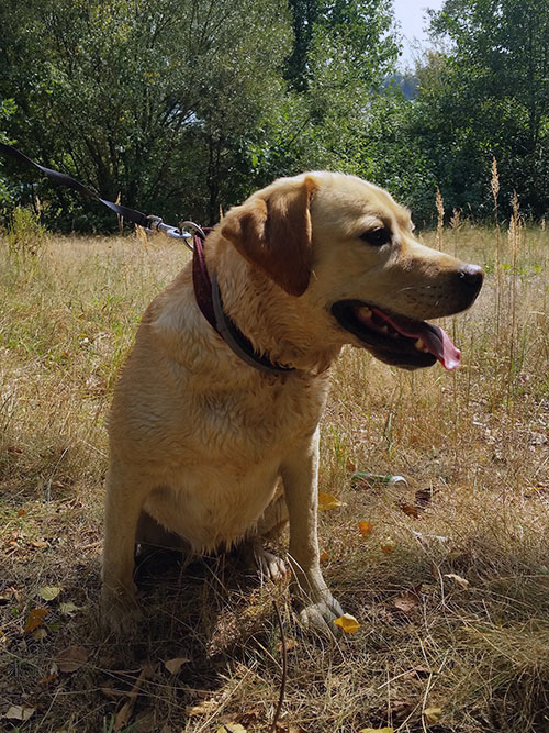 Labradorka Frida