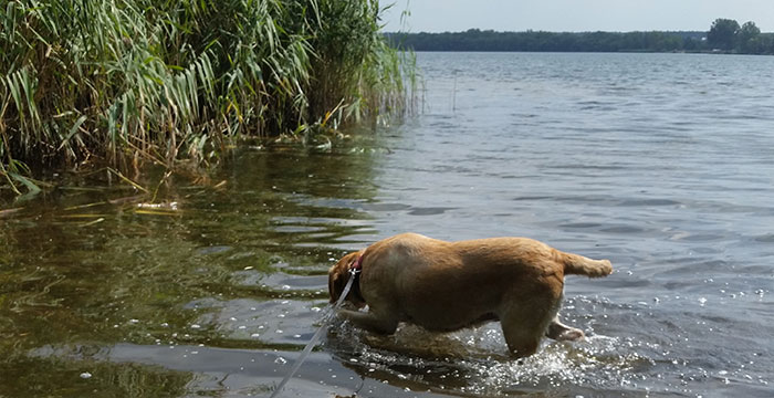 Labradorka Frida
