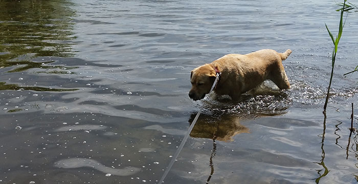 Labradorka Frida