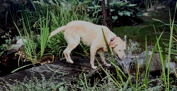 Labradorka Frida