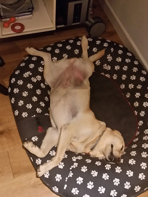 Labradorka Frida