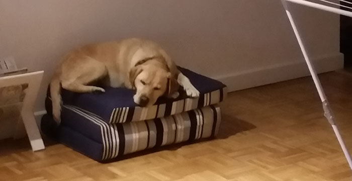 Labradorka Frida