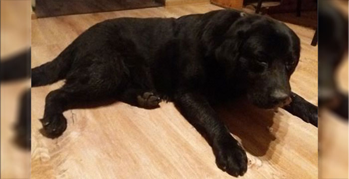 Znaleziony labrador