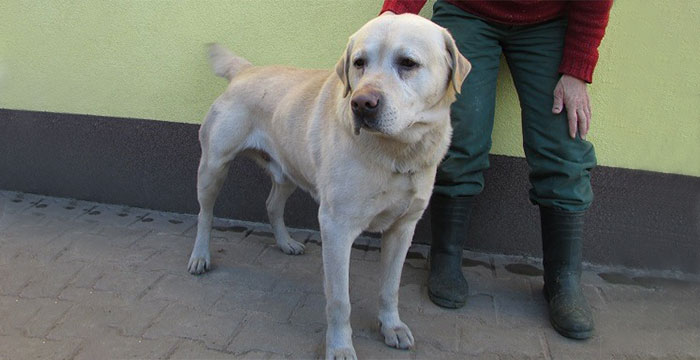 Znaleziony labrador