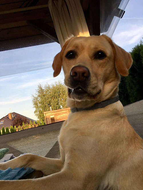 Labradorka Luna