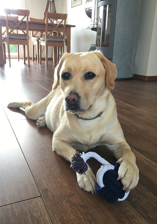 Labradorka Luna