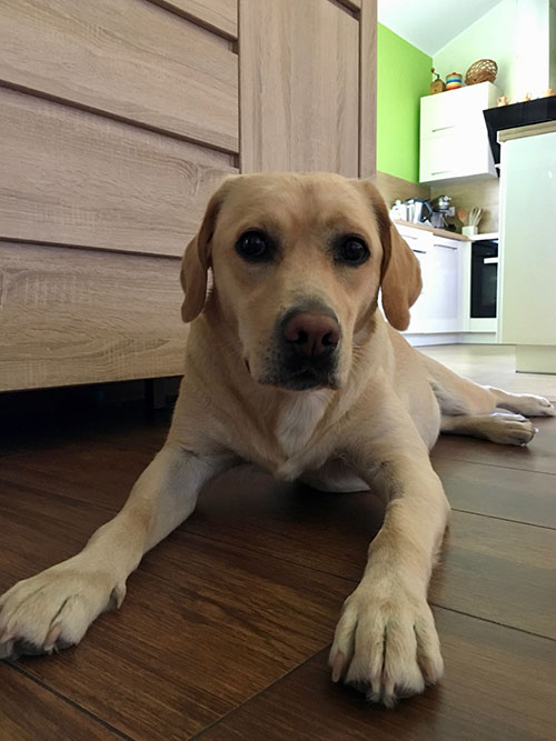 Labradorka Luna