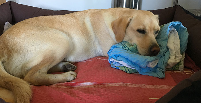 Labradorka Luna
