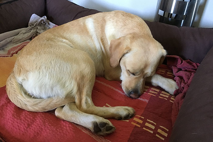 Labradorka Luna