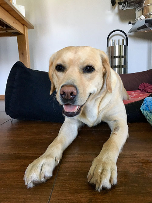 Labradorka Luna