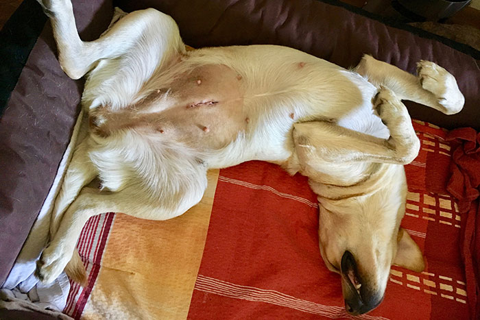 Labradorka Luna