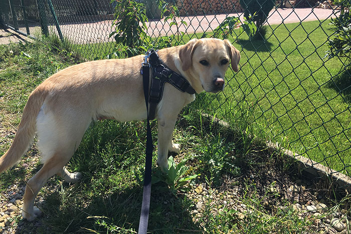 Labradorka Luna