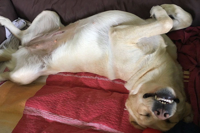 Labradorka Luna